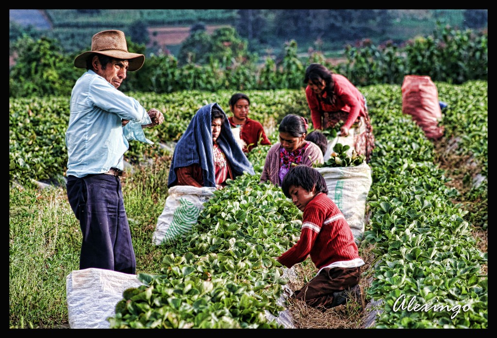 Familia Campesina | Recogiendo fresas en el altiplano Guatem ...
